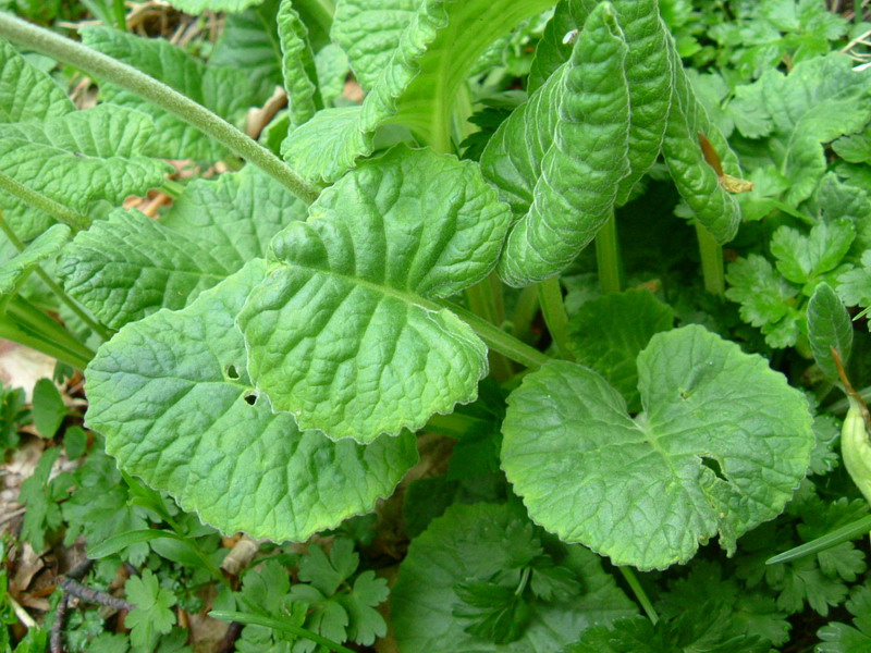 Primula veris / Primula odorosa